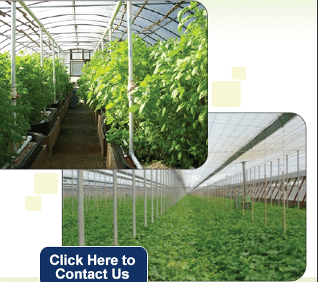 Polyultra-Agri Combo UV Masterbatches, Masterbatches for Greenhouse Films, Masterbatch for Agri Films