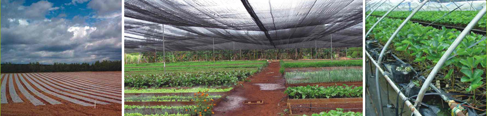 The Largest Range of Masterbatches for Plasticulture